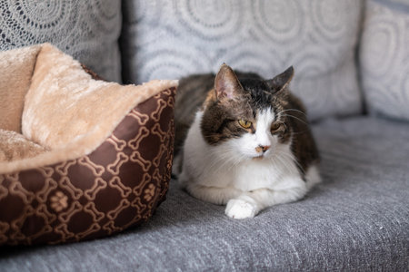 White and brown cat with a thoughtful expression lying next to a plush cat bed on a gray sofa. High quality photoの写真素材
