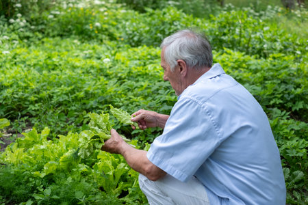 Aged male enjoying gardening, focused on leafy greens, with home laundry airing out behind. Illustrates a tranquil, eco conscious lifestyle choice. High quality photoの写真素材