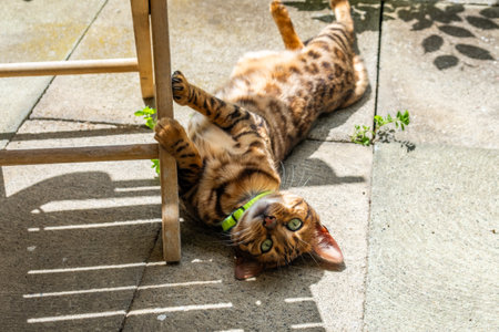 Bengal cat on its back playing with chair leg in the sunlight, enjoying welfare, pet care conceptの写真素材