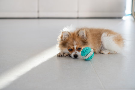 A small pomeranian puppy with fluffy fur rests on a light floor while staring at a teal ball next to it. Sunlight gently illuminates the cozy indoor area.