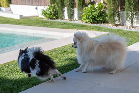 Two dogs, one black and white and the other fluffy white, are playing joyfully near a swimming pool in a lush green garden on a warm day.の写真素材
