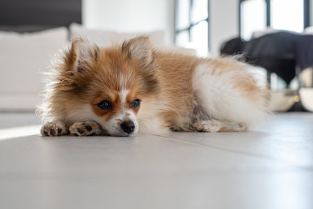 A small dog rests on the floor of a well-lit, modern room with large windows. The cozy atmosphere highlights the dogs fluffy coat and relaxed demeanor.の写真素材