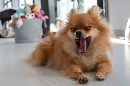 A cute Pomeranian dog lies comfortably on a modern floor, yawning widely. The warm light filters through, creating a relaxed atmosphere with toys in the background.の写真素材