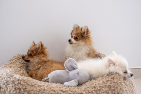Three fluffy pomeranian puppies relax in a soft dog bed, enjoying a peaceful afternoon. One puppy plays with a toy while the others watch curiously in a bright room.の写真素材