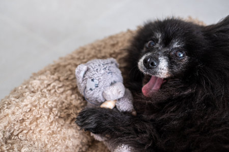 A small black dog rests comfortably on a plush blanket, holding a gray plush toy. The dog appears...