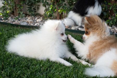 Two fluffy pomeranian puppies are engaged in playful interaction on a vibrant green lawn. One puppy gently pokes the other, creating a joyful atmosphere during a sunny afternoon.の写真素材