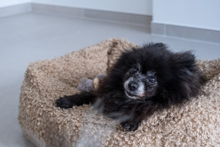 A senior pomeranian dog relaxes on a soft bed in a minimalist interior space. The muted colors create a calm atmosphere while the dog enjoys its resting time.の写真素材