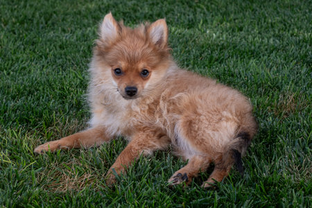A fluffy Pomeranian puppy lounges comfortably on a lush green lawn, soaking up the afternoon sun and enjoying the calm outdoor atmosphere.の写真素材