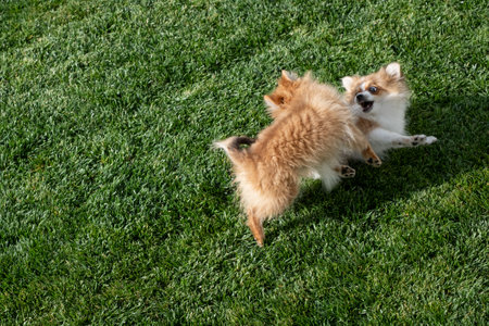 Two fluffy Pomeranian puppies are joyfully playing together on vibrant green grass in a sunny backyard. Their playful energy is infectious as they chase each other.の写真素材