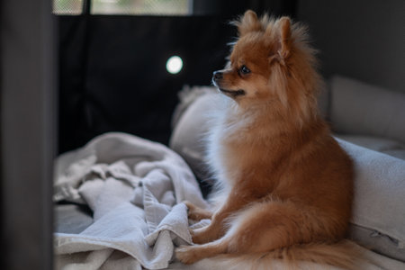 A small pomeranian dog is sitting on a warm bed surrounded by soft blankets. The atmosphere is calm, highlighting the dogs fluffy fur and attentive gaze.の写真素材
