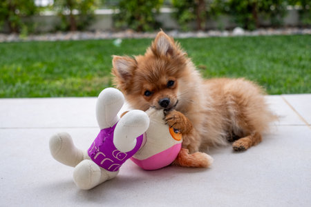 A playful pomeranian puppy enjoys chewing on a colorful plush toy while sitting on a patio. The background features lush greenery, highlighting a sunny atmosphere.の写真素材