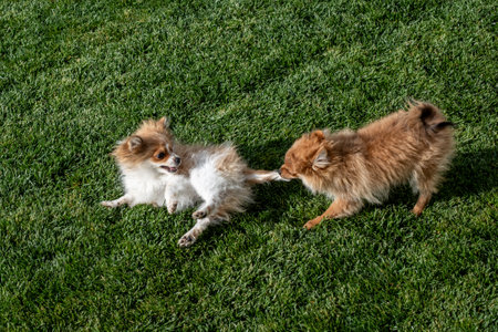 Two Pomeranian puppies engage in playful antics on a lush green lawn under bright sunlight. Their...
