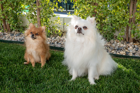 Two small dogs, one golden brown and the other fluffy white, enjoy a sunny afternoon in a vibrant backyard filled with greenery and stones, creating a peaceful atmosphere.の写真素材