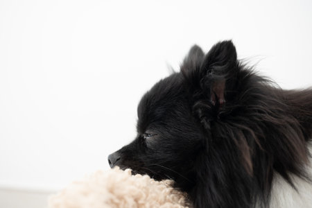 A black Pomeranian and a soft beige dog are resting closely together in a cozy indoor setting, enjoying their time in each other's company under daylight.の写真素材