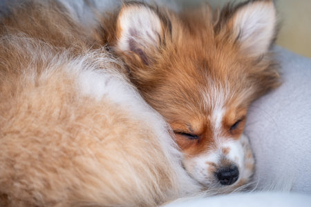 A cute, fluffy puppy curls up and sleeps soundly on a soft cushion. The warm afternoon sunlight filters through, creating a cozy atmosphere.の写真素材