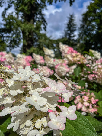 Lush hydrangea flowers in delicate pink and white shades flourish among vibrant green leaves,...
