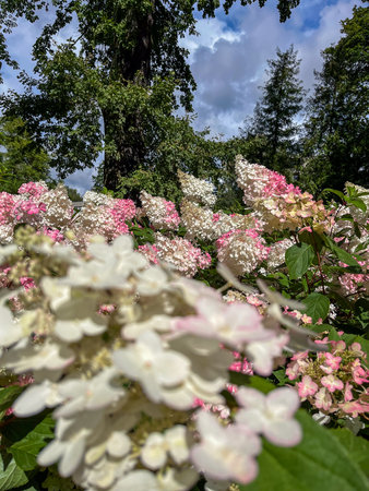 Lush garden filled with blooming pink and white flowers surrounded by green foliage under a bright...