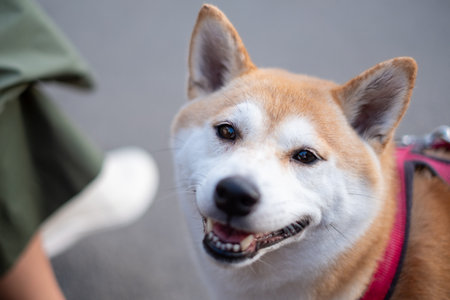 Shiba Inu dog displays a happy expression while enjoying a playful outdoor walk, surrounded by nature, highlighting its vibrant fur and healthy appearanceの写真素材