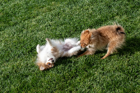 Two adorable puppies are joyfully playing on vibrant green grass, showcasing their energy and friendly nature, capturing the essence of love and playful lifeの写真素材