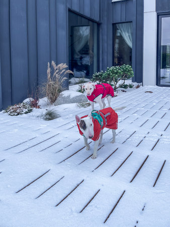 Bull Terrier and Labrador dressed in bright winter coats walking on a snow-covered wooden deck...