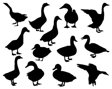 vector set of silhouettes of geese and ducks on a white backgroundのイラスト素材