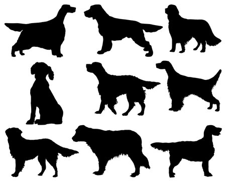 Set of English Setter Dog Silhouetteのイラスト素材