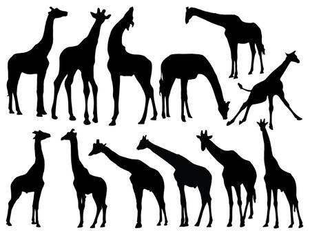 Giraffe silhouettes isolated on white background. Vector illustration.のイラスト素材