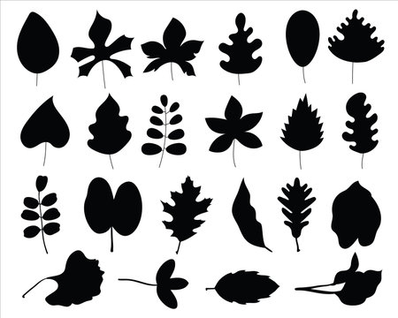 Set of black silhouettes of leaves on a white background. Vector illustrationのイラスト素材
