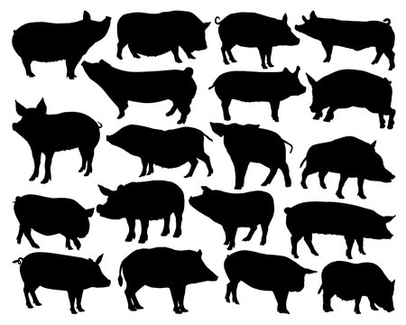 pig silhouettes set on white background, vector art illustration.のイラスト素材