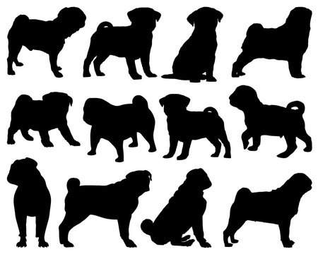 Set of Pug Dog Silhouetteのイラスト素材