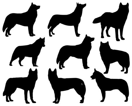 Set of Siberian Husky Silhouetteのイラスト素材