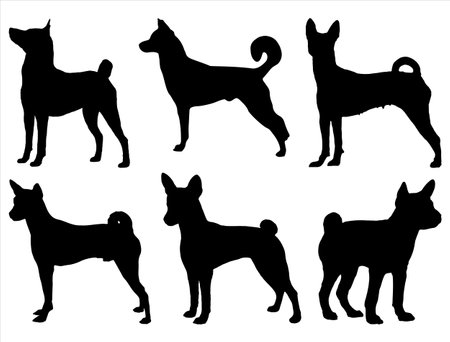 set of silhouettes of basenji dog on a white background. vector illustrationのイラスト素材