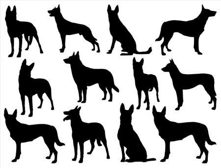Belgian Milinois dog silhouettes isolated on white background. Vector illustration.のイラスト素材