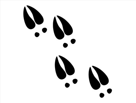 Deet Hoof Footprints. Vector illustration. Isolated on a white background.のイラスト素材