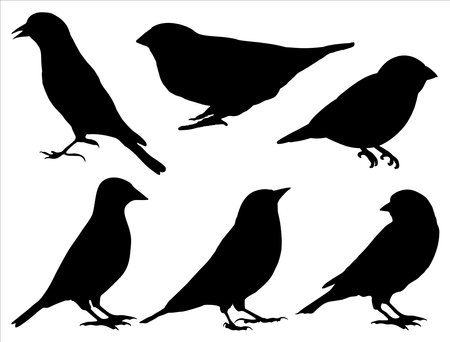 Set of silhouettes of finch birds on white background. Vector illustration.のイラスト素材