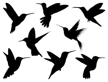 Hummingbird silhouettes isolated on white background. Vector illustration.のイラスト素材