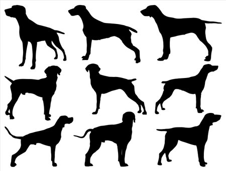 Pointer dog silhouette in different poses and attitudes. Vector illustration.のイラスト素材