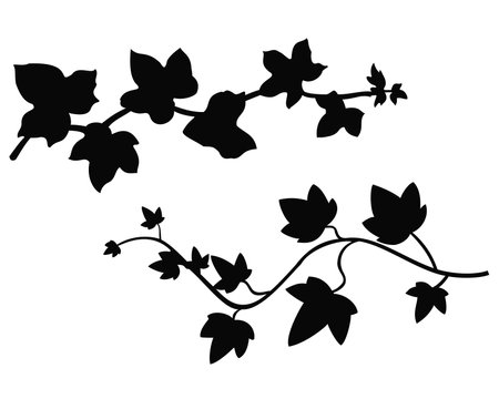 Black ivy branches silhouette on white background. Vector illustration for your designのイラスト素材