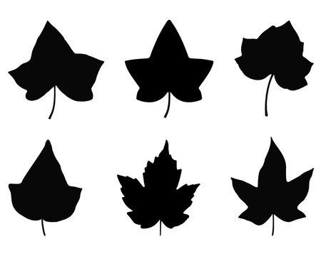 Set of black silhouettes of ivy leaves on a white background.のイラスト素材