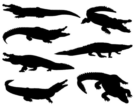 Crocodile silhouettes on white background. Vector illustration.のイラスト素材