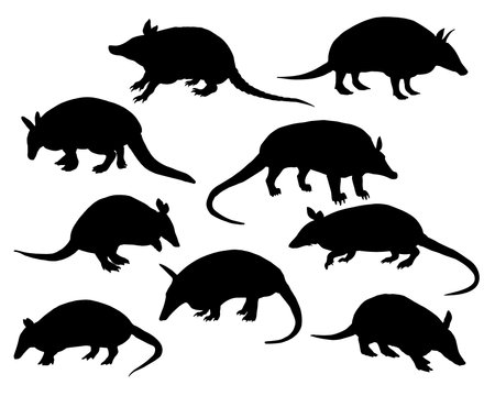 Set of black silhouettes of armadillo. Isolated on white background.のイラスト素材