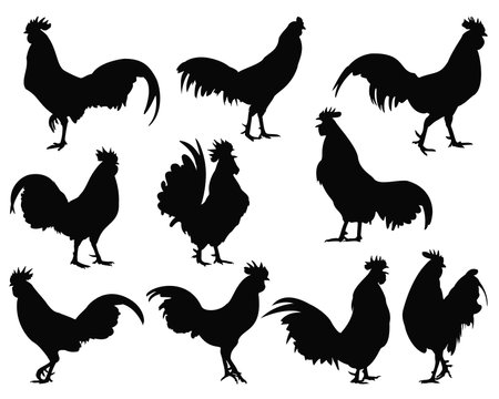 Rooster Silhouettes Isolated on White Background, Vector Illustrationのイラスト素材