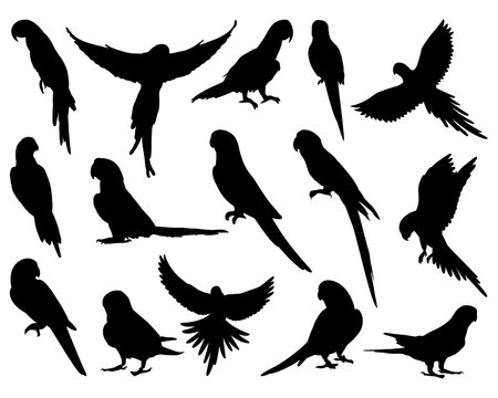 Set of parrots silhouettes isolated on white background. Vector illustration.のイラスト素材