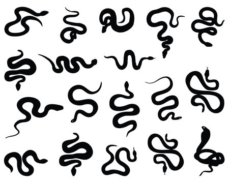 Set of snake silhouette on white background. Vector illustration for your designのイラスト素材