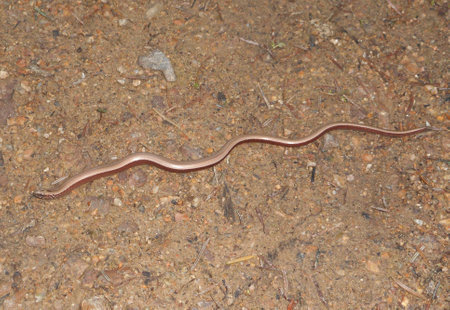 Blindworm on brown ground
