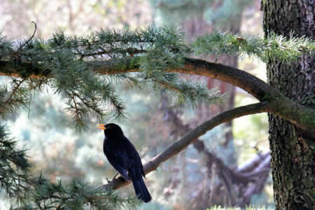 blackbirdの写真素材