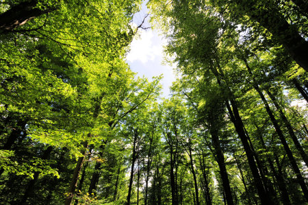 bavarian forest
