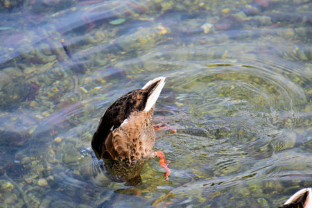 Duck diving underwaterの写真素材