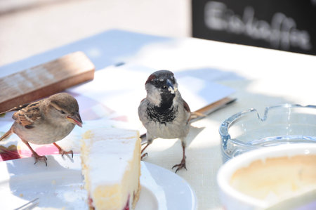 Sparrow on the tableの写真素材