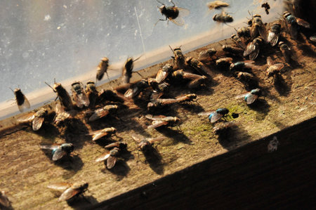Flies on a windowの写真素材